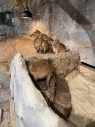 -Zoolung Zoolung动物主题公园(海信广场店)