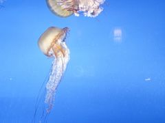 -太平洋海底世界