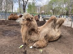 -长白岛森林公园