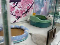 -糯米喵星人总部直营旗舰店·猫舍·幼猫出售