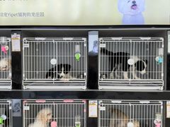 -翊宠yipet猫狗购宠庄园犬舍•猫舍