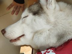 -Husky Go! 哈士奇体验馆·宠物咖啡厅狗咖