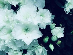 -上海鲜花港