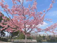 -新江湾城公园