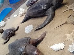 -广东惠东海龟国家级自然保护区