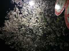 -武汉大学-樱园