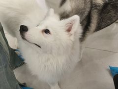 -安格丽娜·狗咖·猫咖羊驼咖(春熙路百盛商场店)