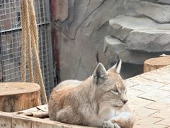 -青藏高原野生动物园