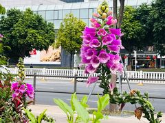 -荔枝公园(福田区)