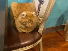 -猫小院猫主题咖啡厅(北锣店)