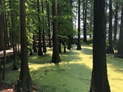 -东湖落雁景区
