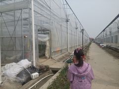 -喜杨洋草莓采摘园