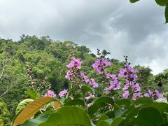 -野象谷景区