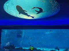 -上海海昌海洋公园
