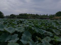 -巴山·烤全羊(高新总店)