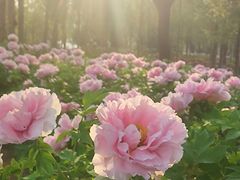 -石家庄市植物园
