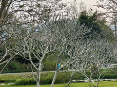 -中国科学院西双版纳热带植物园