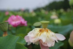 点击看大图 -水八仙生态园