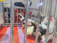 -藏猫猫咖啡主题馆(中央大道店)