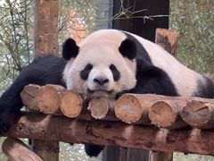 -上海野生动物园