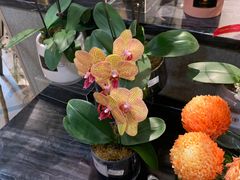 -榕意·川味之美(深业上城店)