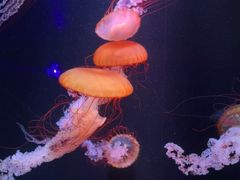 -欢乐海岸海洋奇梦馆