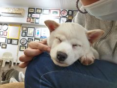 -柯斗斗主题餐厅·狗咖·围炉煮茶·茶饮(国瑞升平里店)