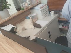 -派联宠物医院·24h·CT·异宠