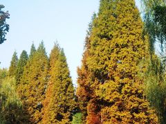 -洛阳市隋唐城遗址植物园