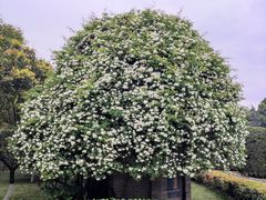 -四川大学(华西校区)