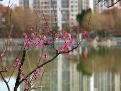 -莘庄梅园