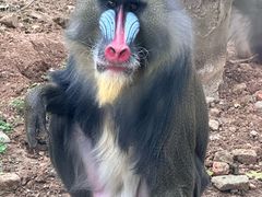 -合肥野生动物园