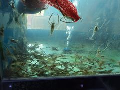 -全乐鱼馆·淳牌有机鱼直营店