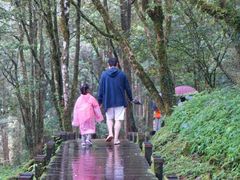 -阿里山神木遗迹
