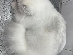 -爱宠屋pet shop·宠物洗澡·宠物美容