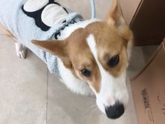 -艾贝尔宠物医院·狂犬免疫点(江山金象城店)