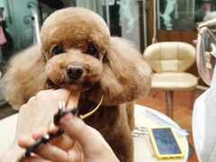 -鑫艺宠物美容培训学校