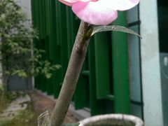 IMAG0169-西湖风景区-江洋畈生态公园