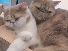 -飞行喵MR PILOT|猫舍·猫咖(静安大融城店)