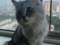 -宠爱国际动物医院· 猫科· 外科·中兽医(长白店)