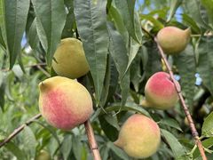 -郴州特产舜华临武鸭(郴州西站店)