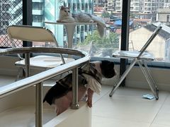 -怪兽屋·羊驼·猫咖·狗咖(俊华广场店)