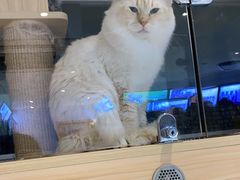 -鼎级派宠物(中南店)