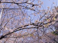 -高东镇樱花园