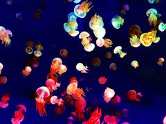 -成都浩海立方海洋公园