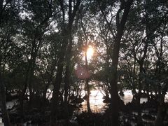 -宝安西湾红树林湿地公园