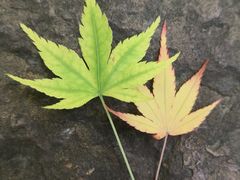 -秋霞圃