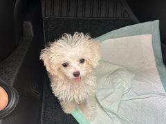 -瑞派宠物医院·犬猫全科·猫友好(宾水西道店)