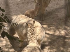 -青藏高原野生动物园