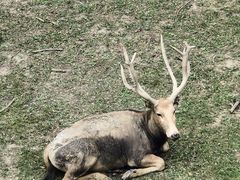 -北京麋鹿生态实验中心